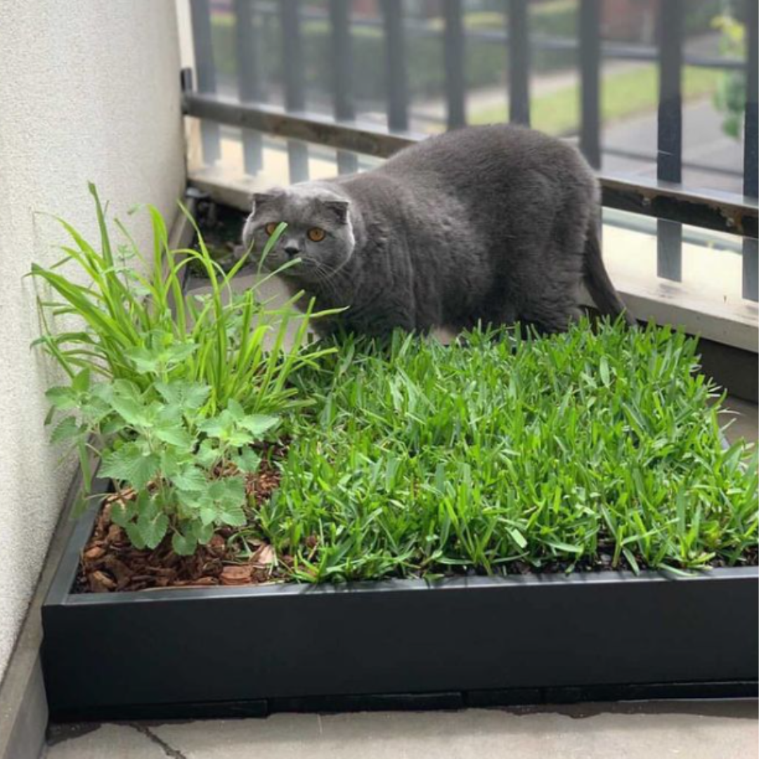 Fresh Ready Grown Cat Grass in a box for Healthy Cats The Cat Park