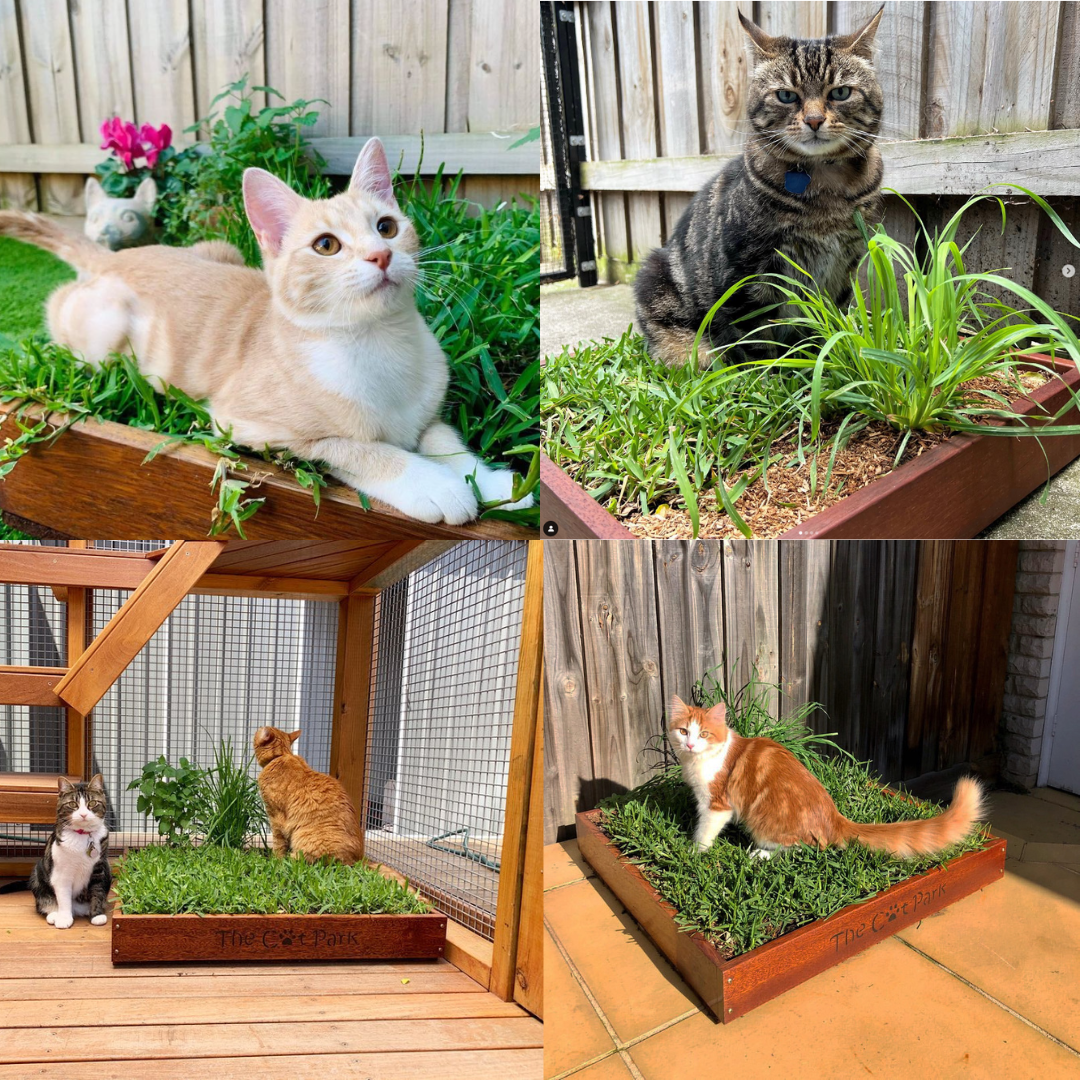 Cat Grass Garden in a Box Organic, Safe Healthy for Cats The