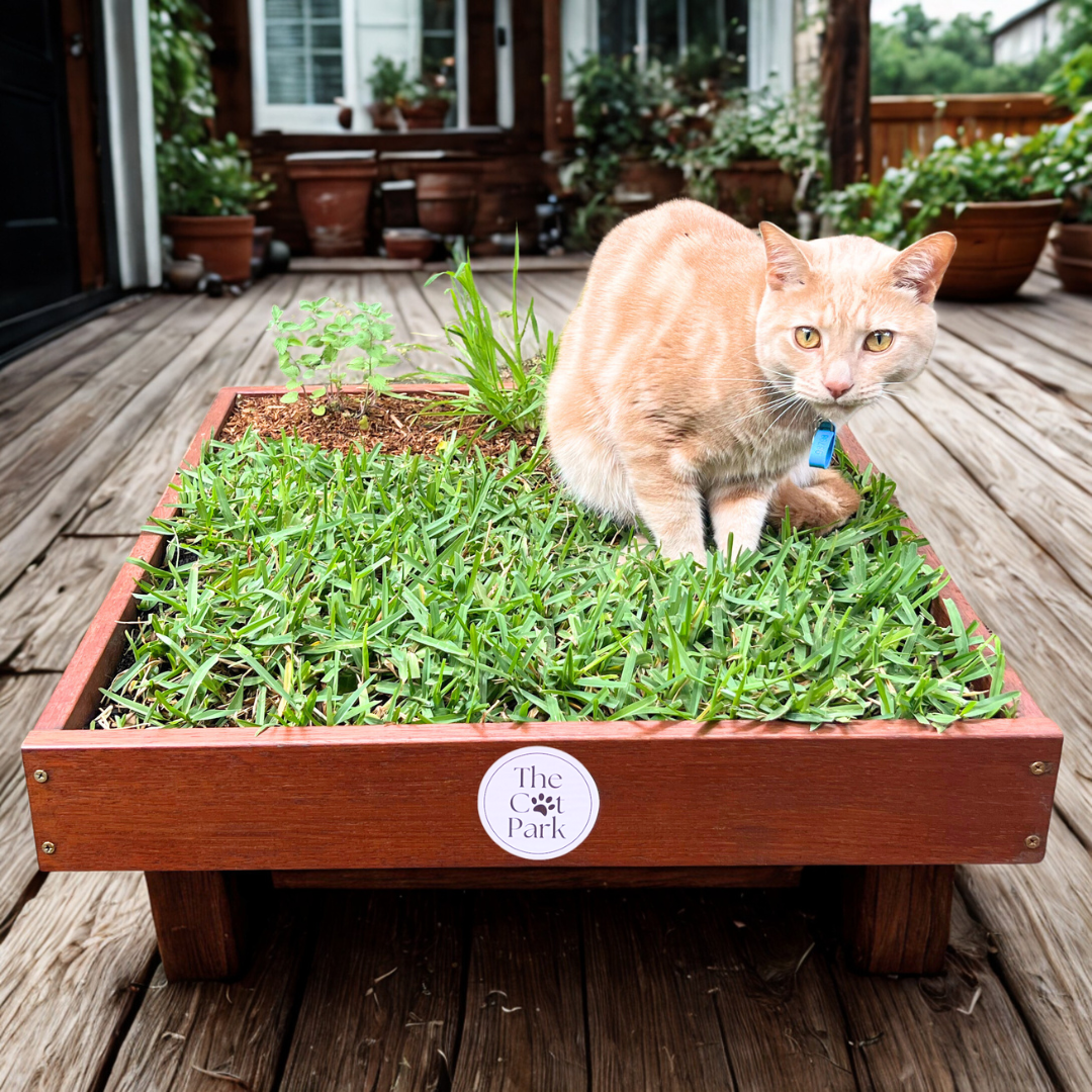 Cat Grass Planter Box Grown Cat Grass The Cat Park